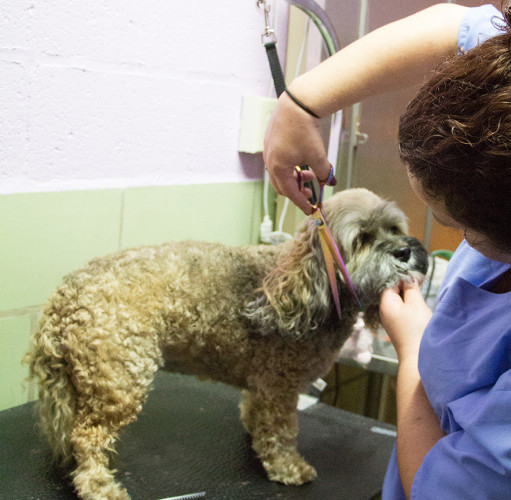 Pet Grooming Services Madison, CT